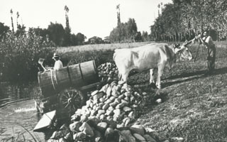 Planting and upkeep of the vines