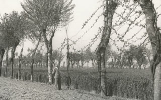 Rows of trees and grapevines