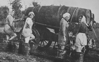 Grape harvest and pressing