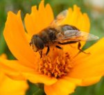 L'allevamento delle api e il miele