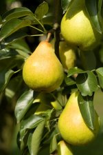 La frutta si conosce mangiandola: la pera