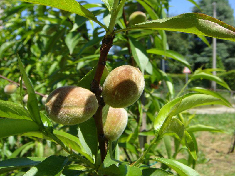 GARDEN AND ORCHARD