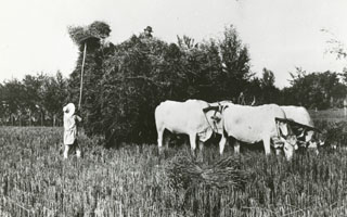 Wheat and corn