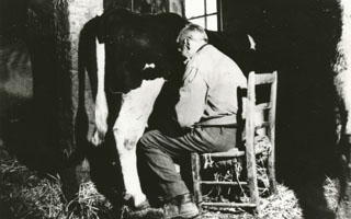 From cows to the dairy industry