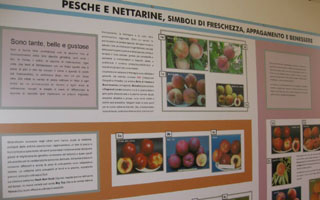 Una sezione della mostra dedicata alla frutticoltura