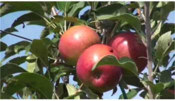 #ILOVEPOMARIO quarta stagione FRUTTA D'AUTUNNO