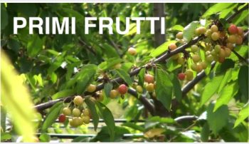 #ILOVEPOMARIO terza stagione PRIMI FRUTTI