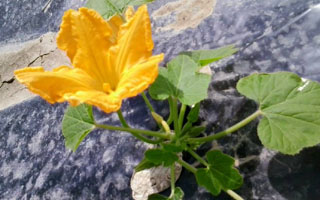 Vegetable Garden