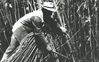 La raccolta