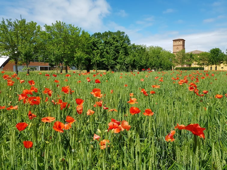 Il Museo è aperto anche la domenica senza prenotazione