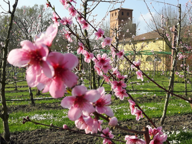 Aperture straordinarie del Museo in primavera