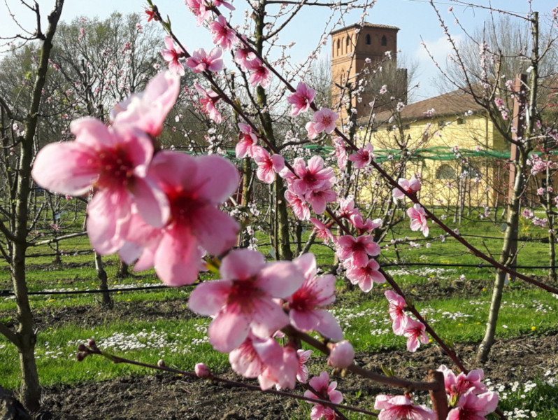 Aperture straordinarie del Museo in primavera