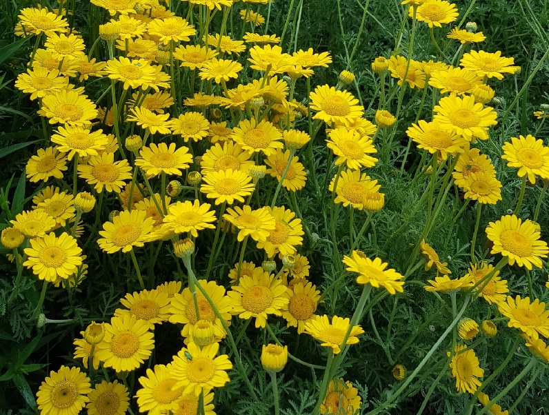 Tutti i martedì di luglio visite al giardino di piante tintorie del Museo