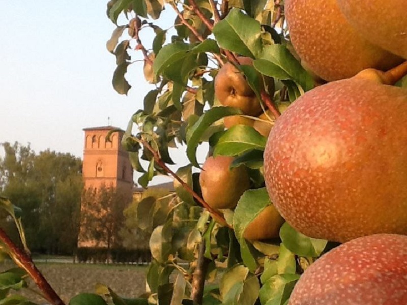 NEWS - Domenica 28 ottobre Open Day del Gusto "Frutti dell'autunno"