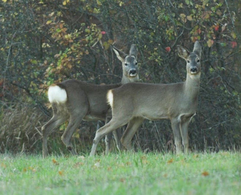 Venerdì 26 novembre incontro sulla 'Fauna selvatica e società civile'