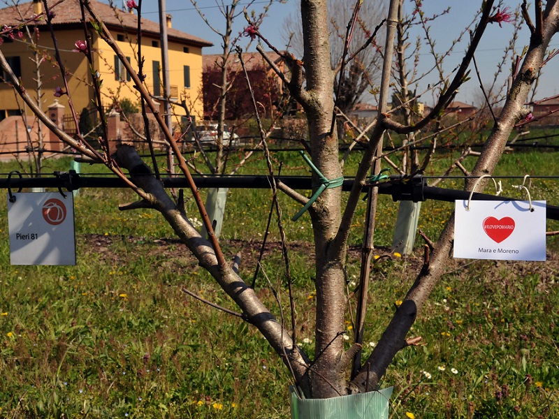 NEWS - Pomario, riapre la stagione delle adozioni!