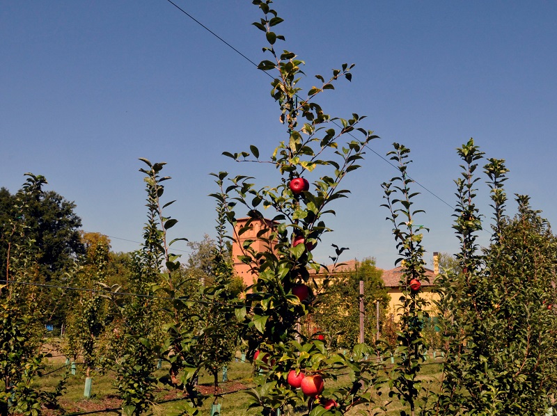 NEWS - Giovedì 30 agosto vi aspettiamo con l'aperitivo nel Pomario!