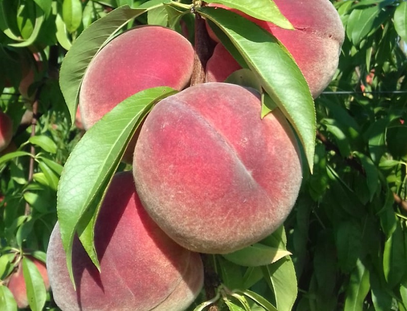 Adotta un albero del frutteto storico e collabora alla salvaguardia della biodiversità