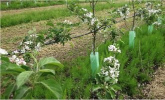 The garden-orchard