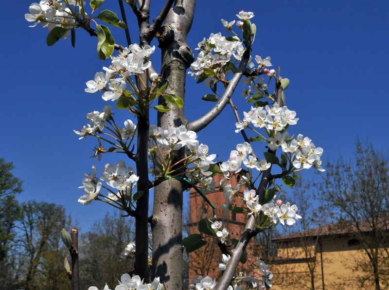 Aperture straordinarie del Museo in aprile e maggio