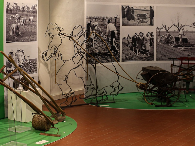 Visite guidate della domenica pomeriggio "Un assaggio di Museo"