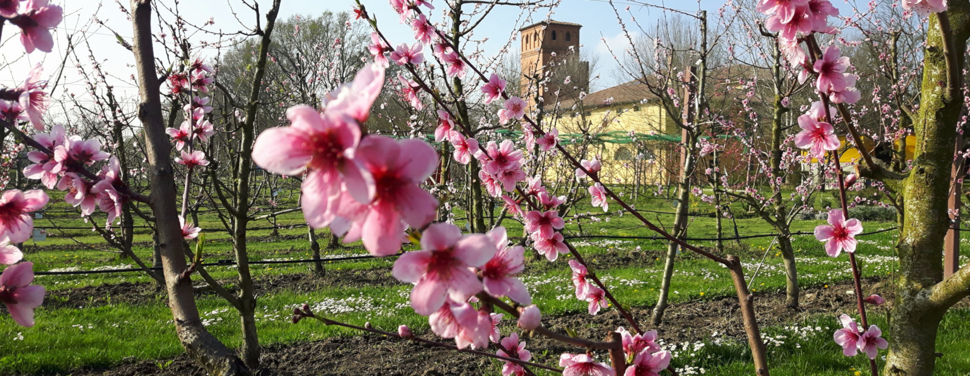Immagine del Pomario in fiore