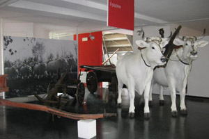 Una immagine del museo 
