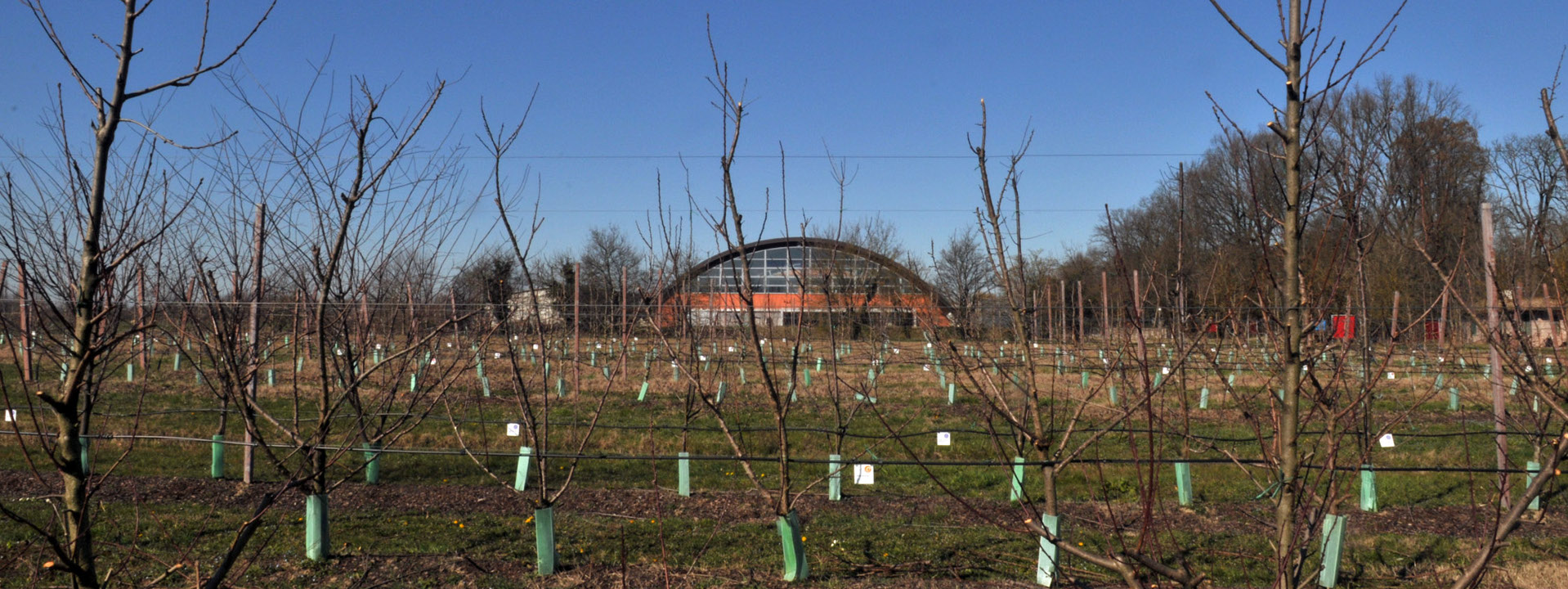 Immagine del Pomario