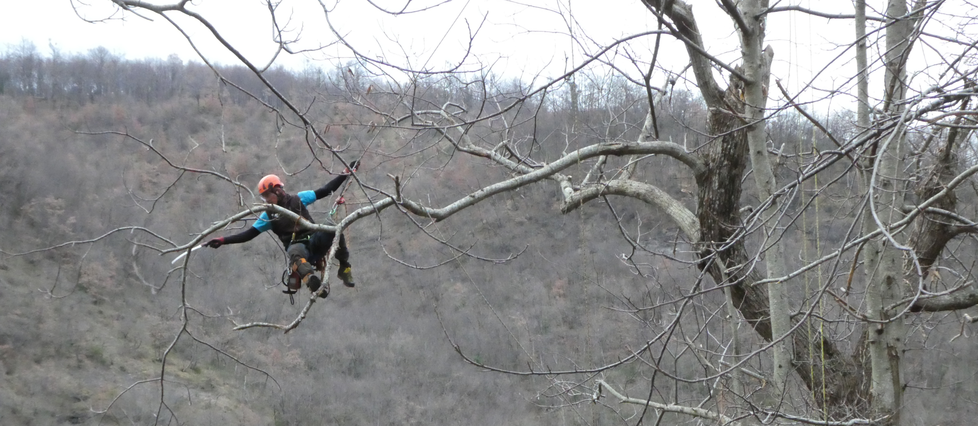 Simulazione di potatura con tecnica TREE CLIMBING