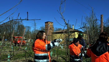 Pomario: the orchard pruning has finally begun