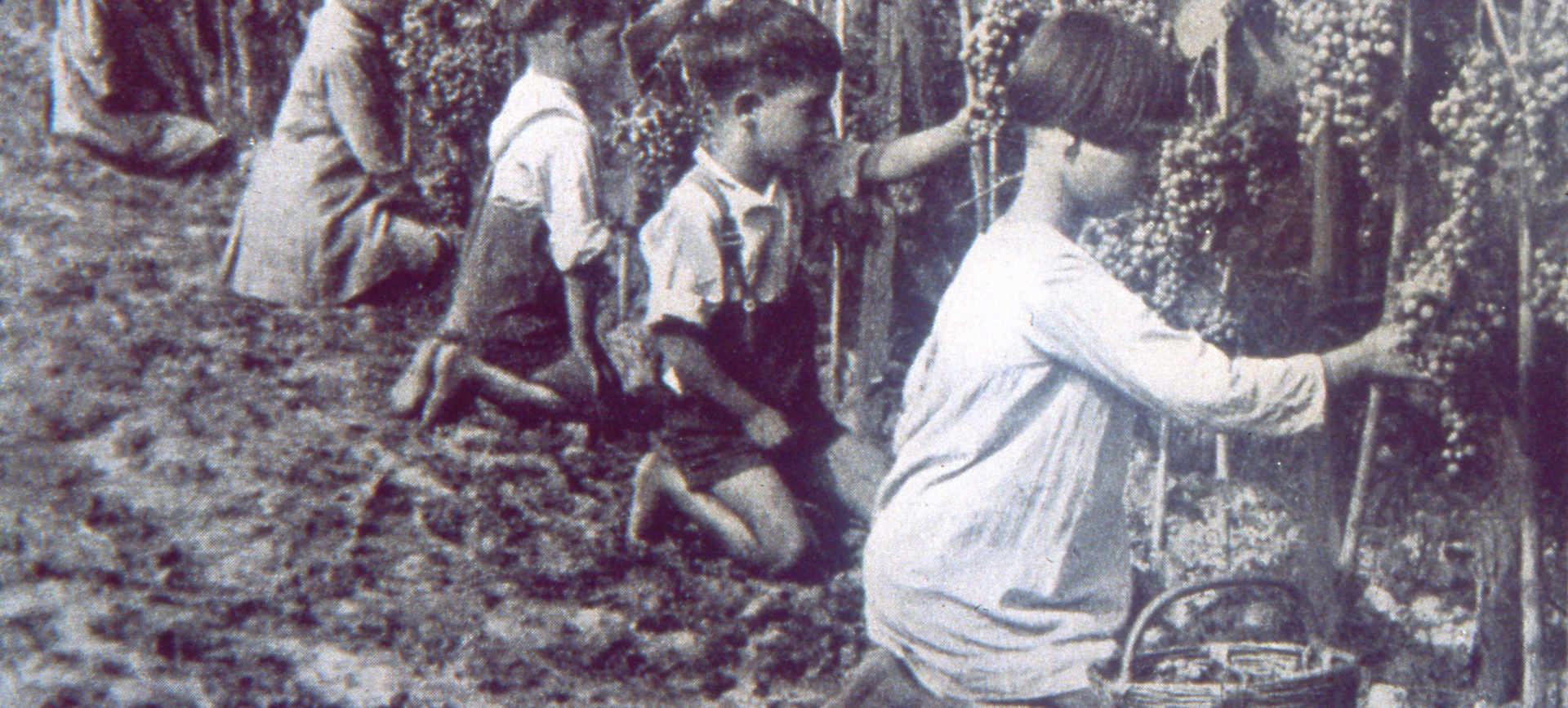 immagine storica di bambini che vendemmiano 