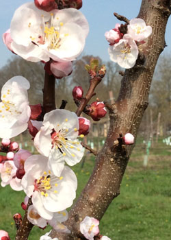 Peschi in fiore 