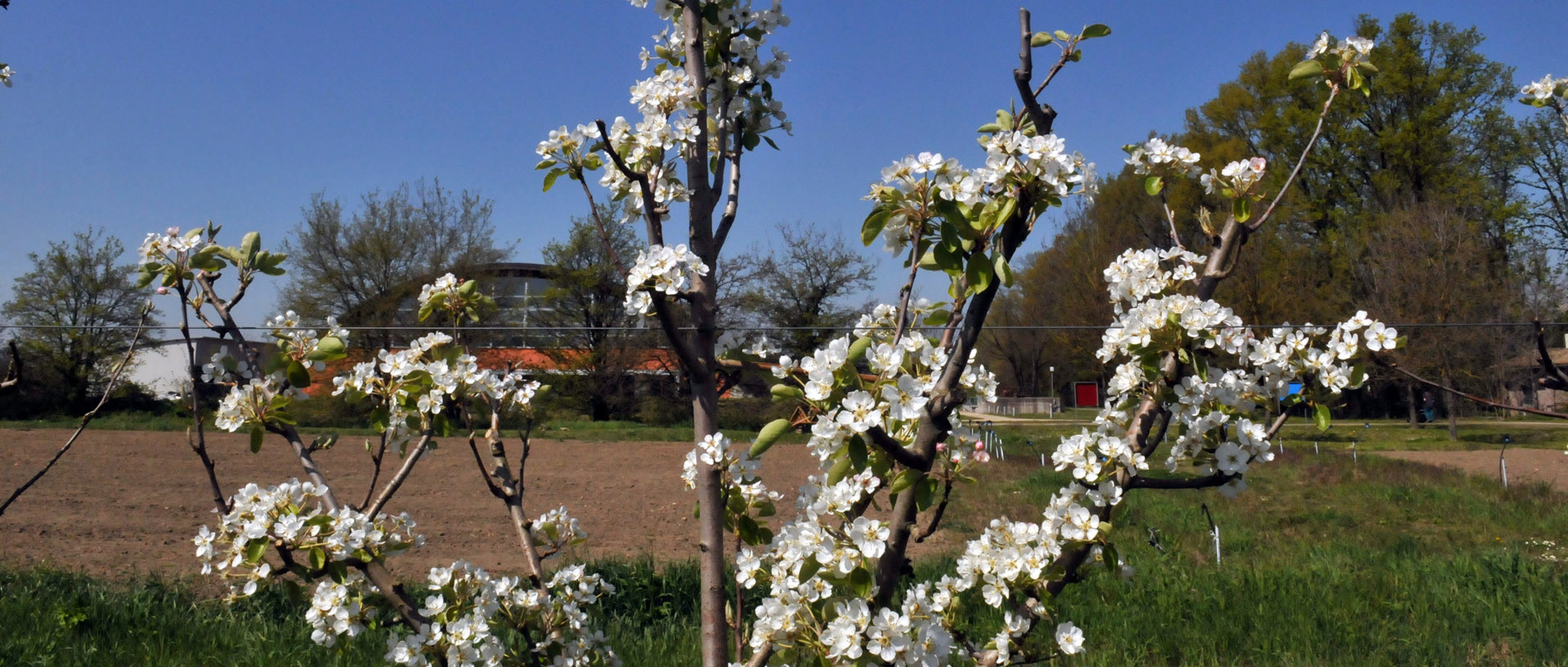 Immagine del Pomario in fiore 